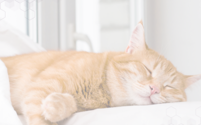 How You Can Be More Contented: Purr More