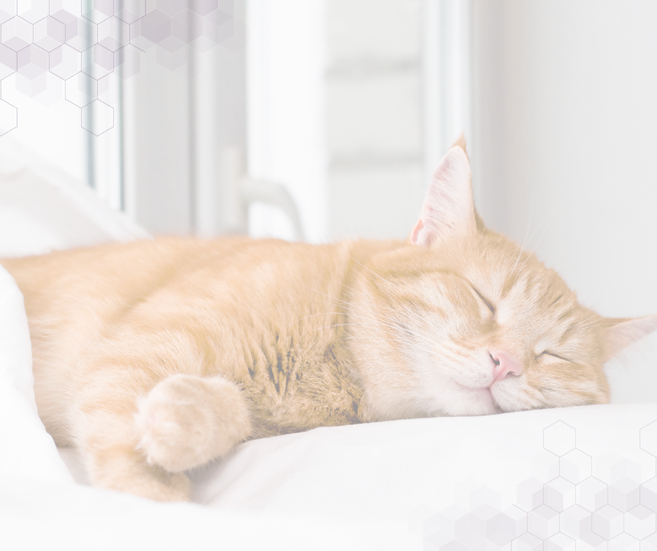 orange kitty sleeping